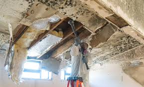 Best Black Mold Removal  in Savoy, IL